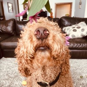 Meet your Posher, Lauren